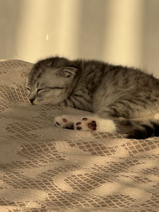 Скотиш фолд,вислоухий