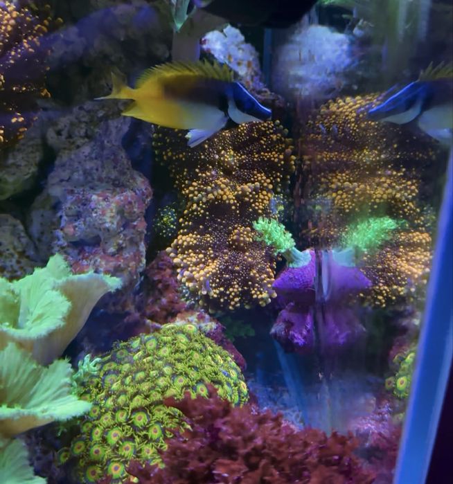 Морские рыбки и кораллы