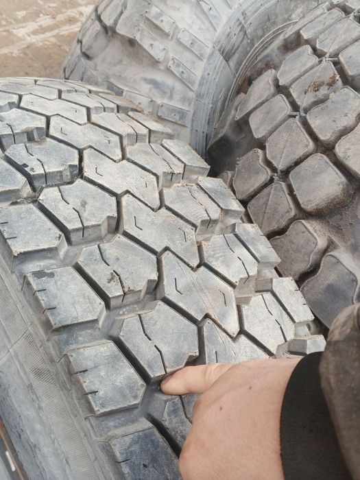 Natasha Shinalar sotiladi