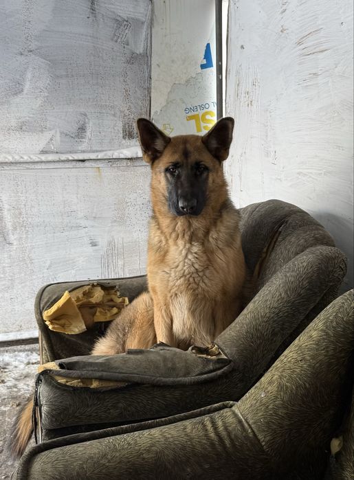 Щенки немецкой овчарки