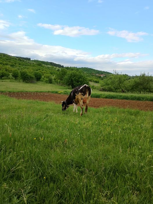 продавам крава
