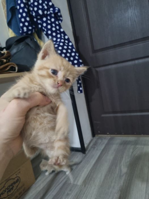 Отдам бесплатно котят