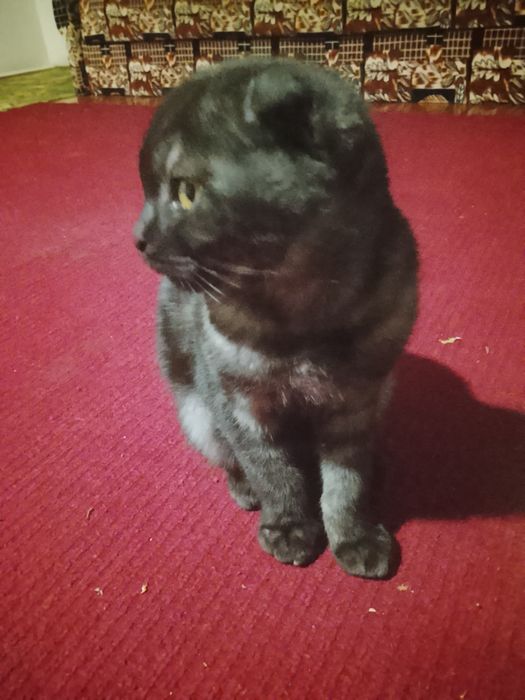 Shadlantski fold mushuk sotiladi