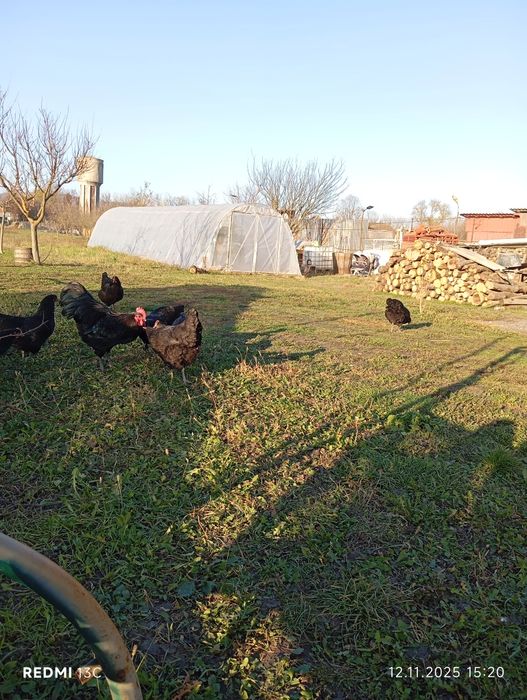 Oua de australorp pt incubat