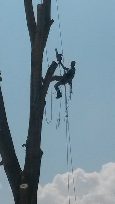 Рязане на опасни дървета