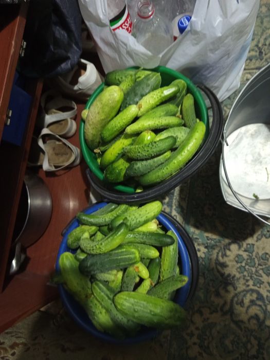 Продам.  Огурцы  2ведра