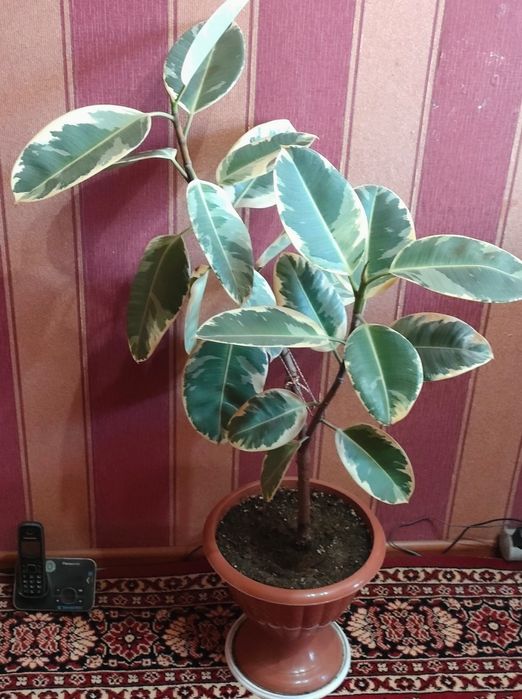 Комнатные растения цветы