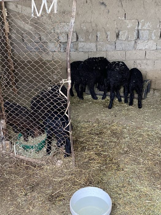 Отыккан козылар сатылады срочно