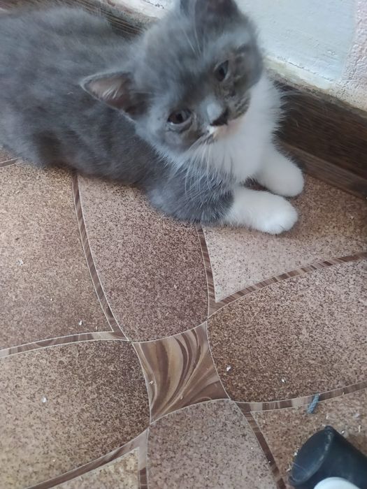 Котята шотландцы