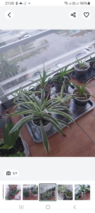 Продам комнатные цветы