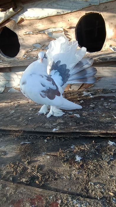 Porumbei schimb cu standard