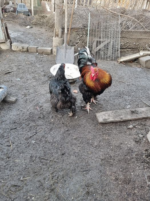 Продам инкубационные яйца