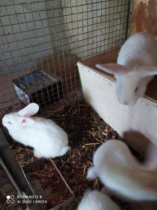 Зотли куён болалари сотилади