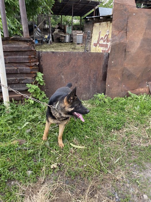 Немецская овчарка