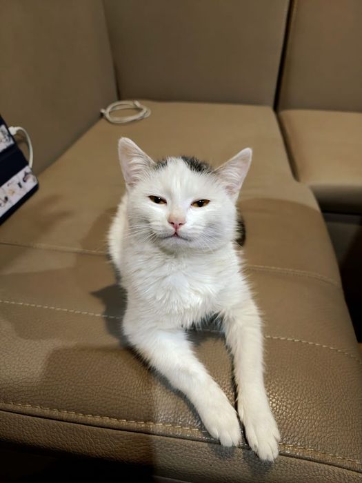 Котёнок, кошечка