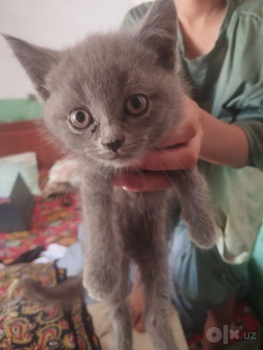 Mushukca sotiladi   2. 5 oylik