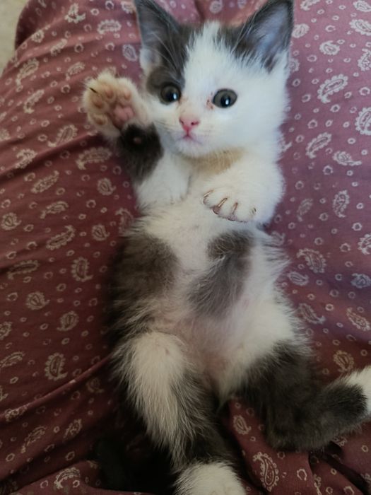 Катёнак 1месец пристраивается