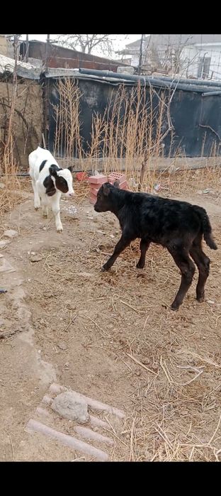 2,бас еркек бузау сатылады