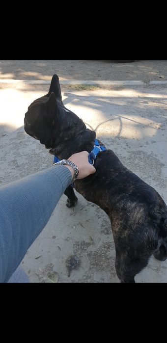 Французский бульдог ищет подругу