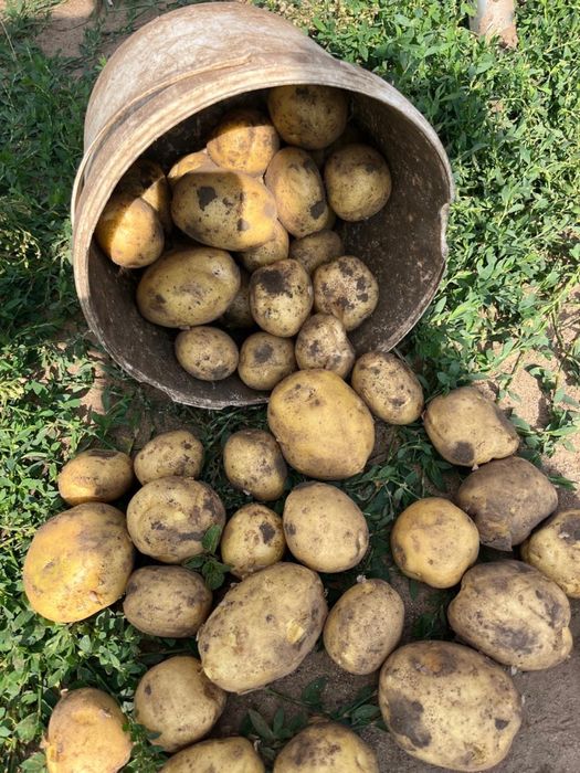 Продам картофель сорт Коломбо.