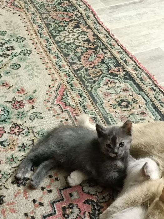 Отдам кошечку в добрые руки