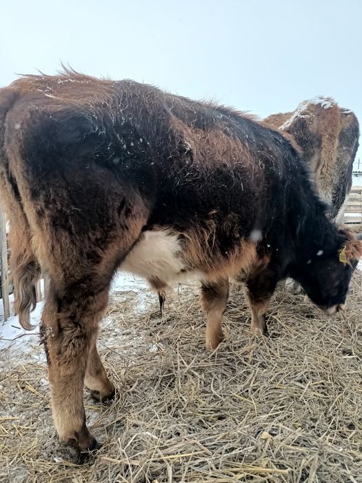 1жасар Бұқа сатылады