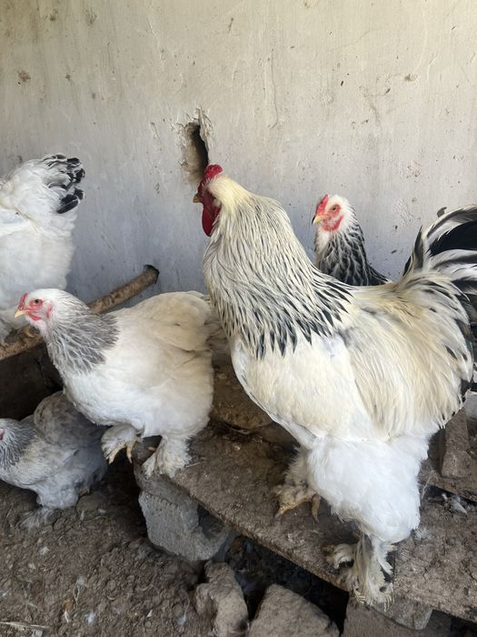 Brama tovuq tuxumlari sotiladi.Narxi 10000 so’mdan