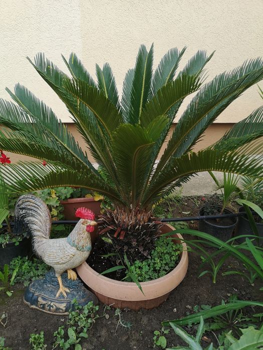 Vînd 2 buc Cycas revoluta Palmierul sago