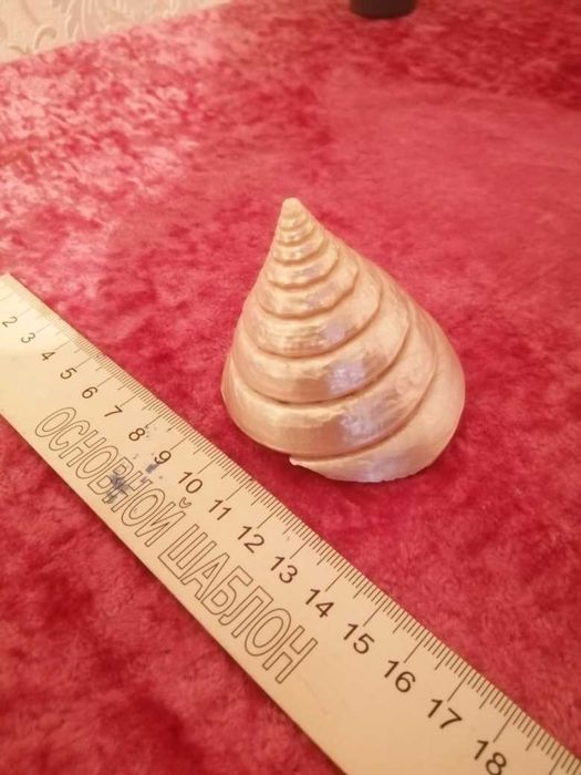 Продам морскую ракушку для аквариума.