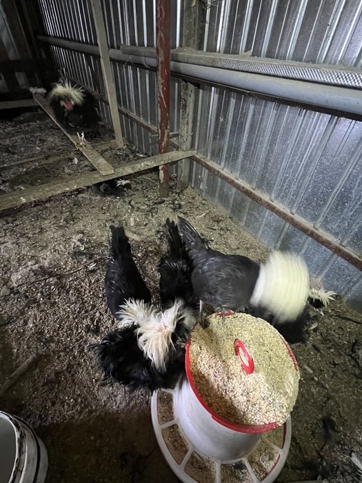 Vand perechii de Motata Olandeza