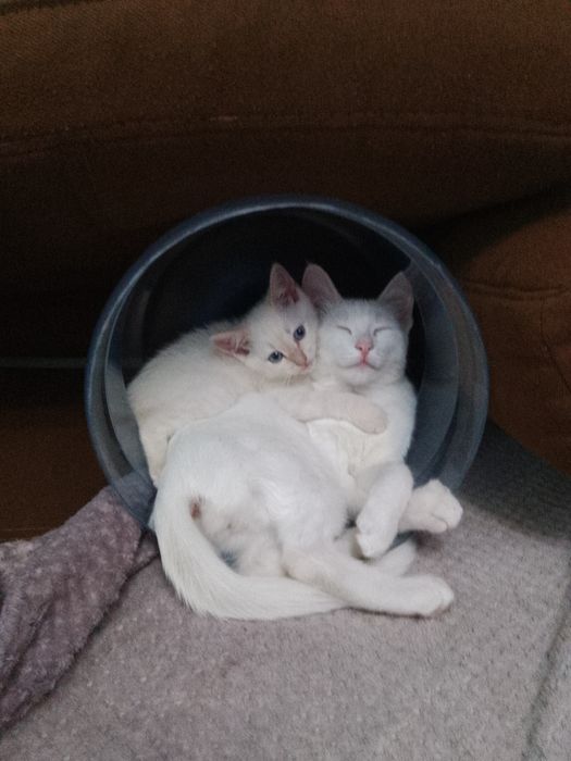 Котёнок, 1.5 месяца