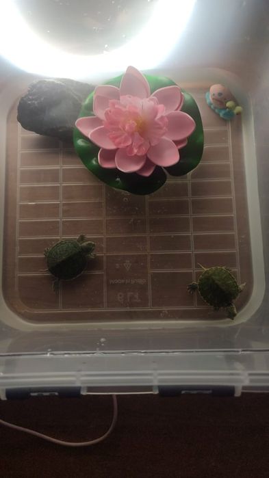 Продам  краснаухие черепашки