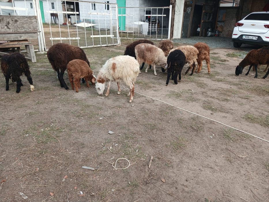 Продам баран 13 голов