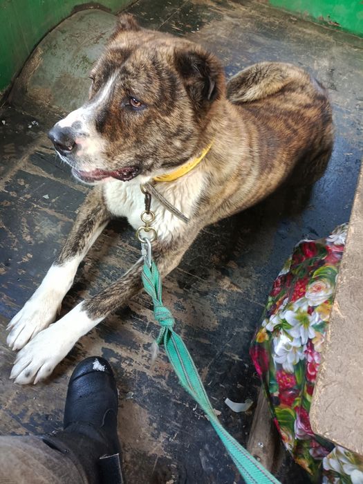 Продается Алабай в хорошие руки