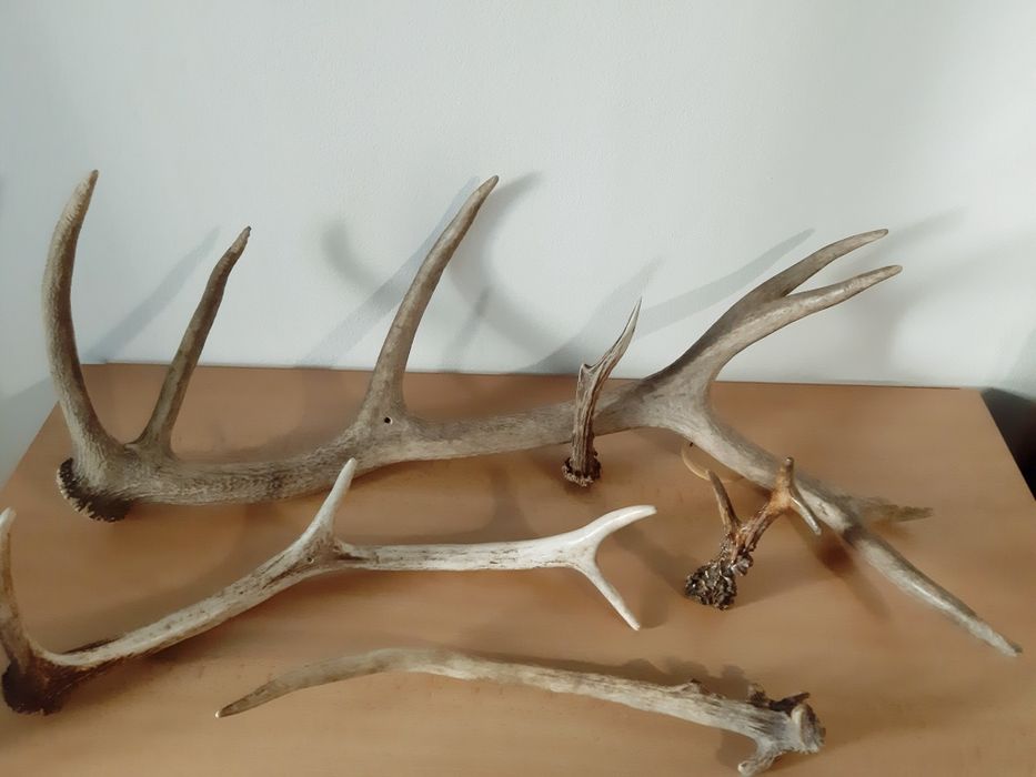 Еленови рога - различни размери