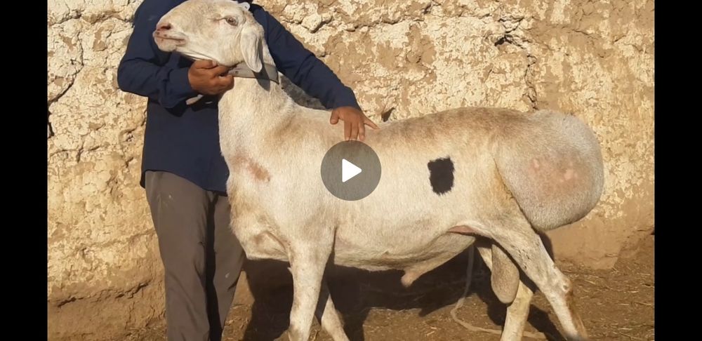 Авғон қучқор элита