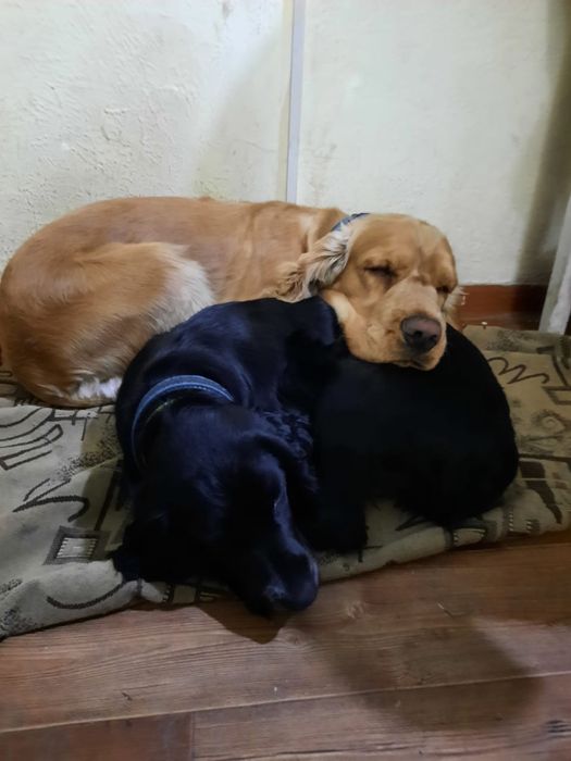 Англиский кокер спаниель