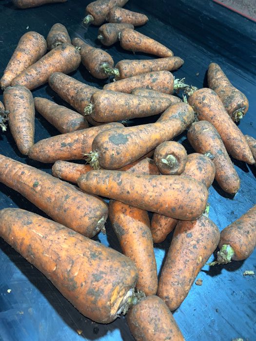 Продам морковь оптом