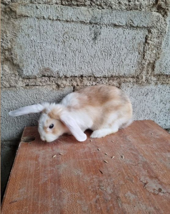 Mini quyonlar sotiladi