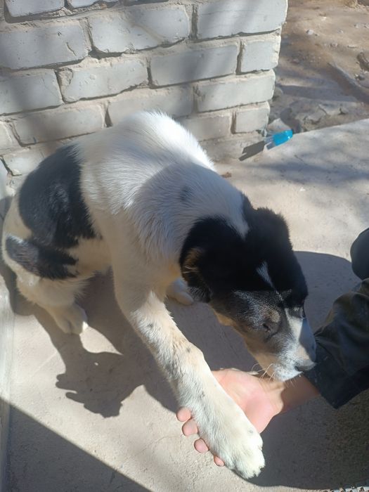 Продается тобет (сука)