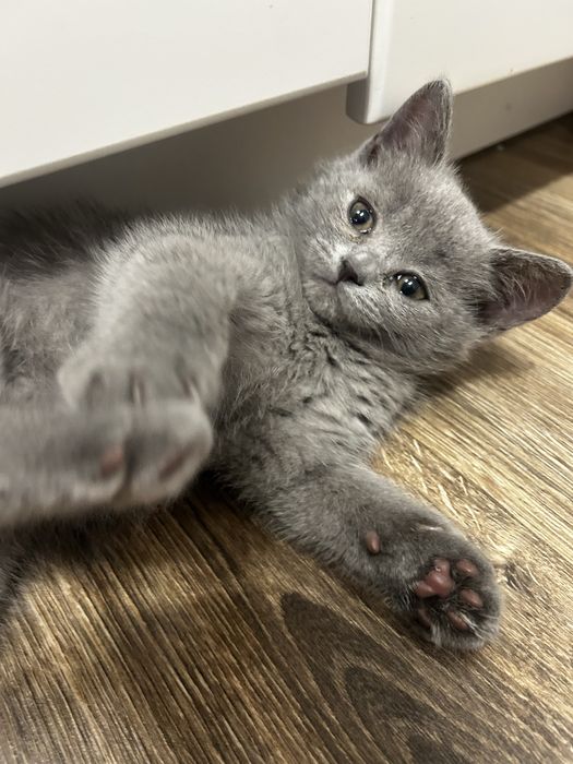 Продам  котенка за 15000 .