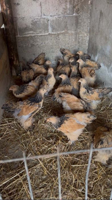 Pui brahma columbia galben negru