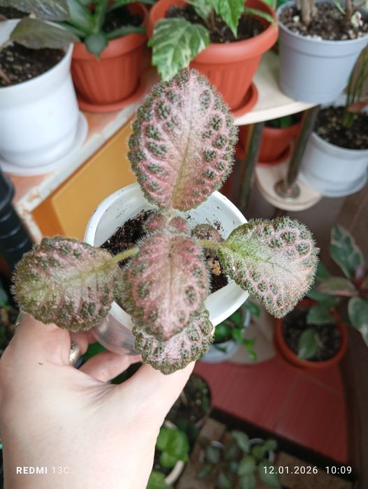 Продам отростки комнатных растений