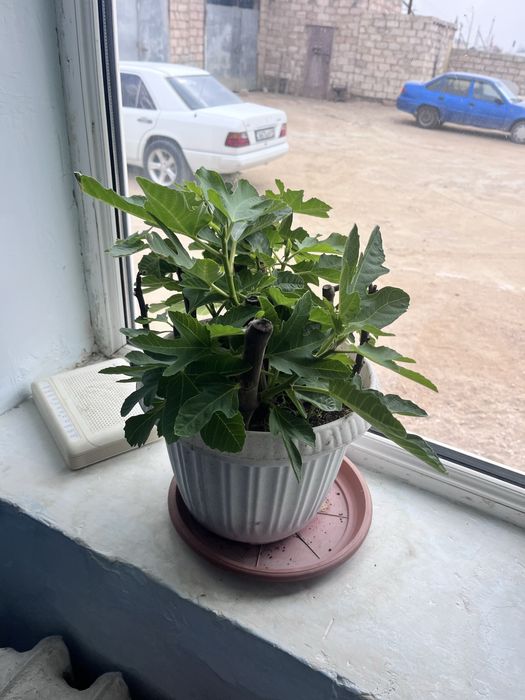 Инжир расстение інжір