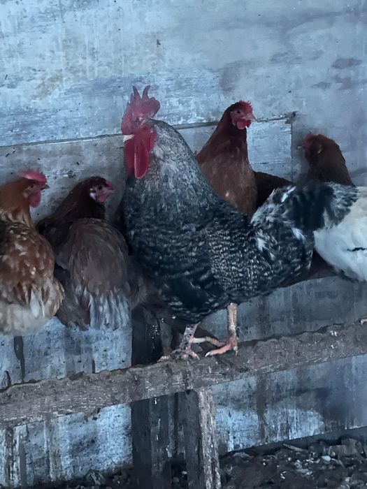 Қораз сатамын Продам петуха