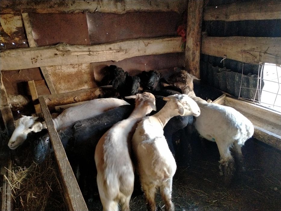 Қойлар сатам, Овцы продам