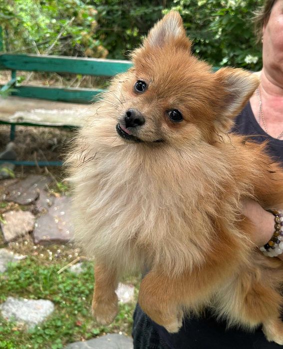 Продам щенков померанский шпиц