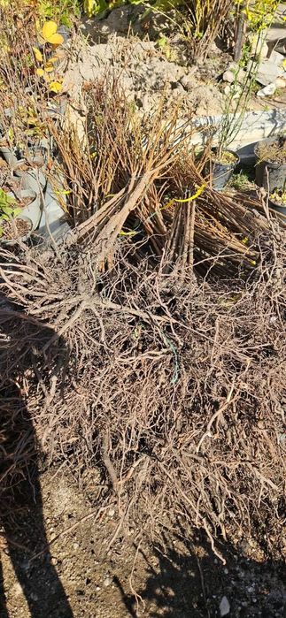 Soc, Aluni pe rod la 2 m diverse soiuri, preț en gros- kaki Rodiu