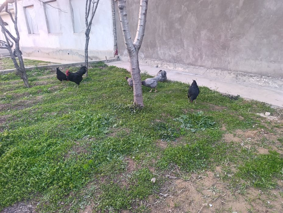 Tovuq lar sotiladi soglom