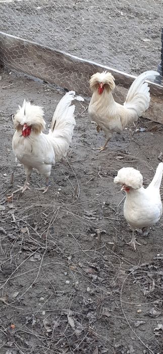 Moțată olandeză de vânzare